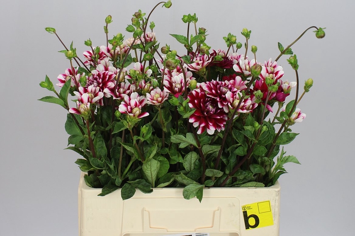 <h4>Dahlia Fiorentina</h4>