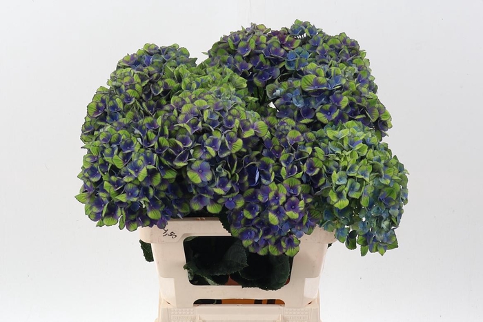 <h4>Hydr M Mag Charl Bl</h4>