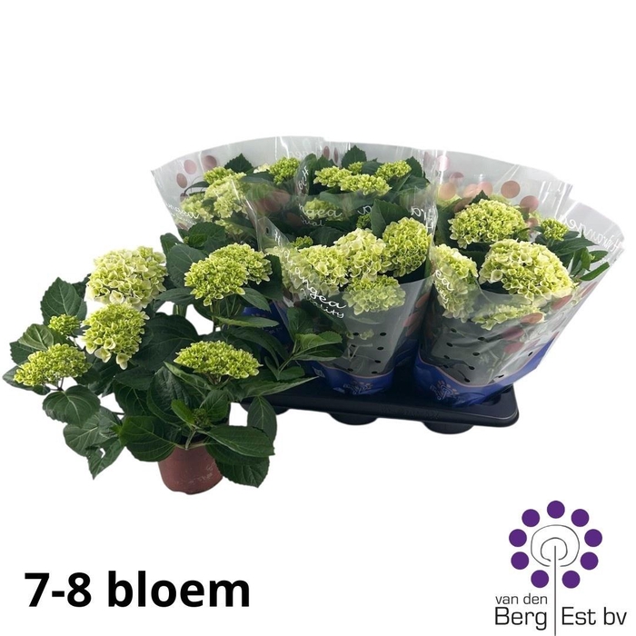 <h4>HYDR M HI WHITE SUN</h4>