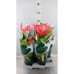 Anthurium andr. 'Colorado'