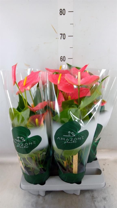 <h4>Anthurium andr. 'Colorado'</h4>