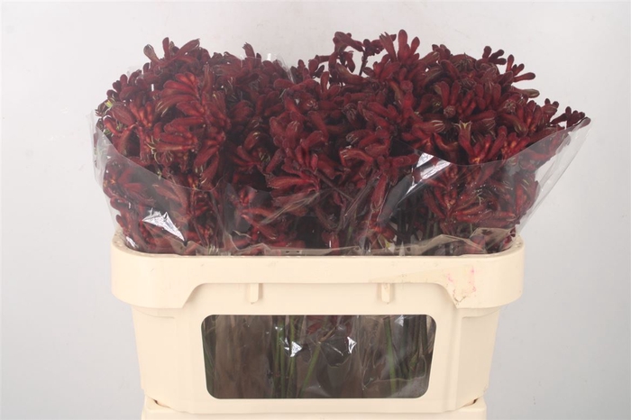 <h4>Anigozanthos Early Spring Red</h4>