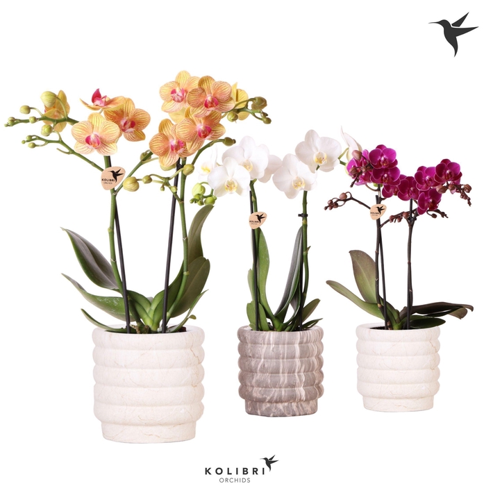 <h4>Kolibri Orchids Phalaenopsis mix 2 spike in Marble pot mix</h4>