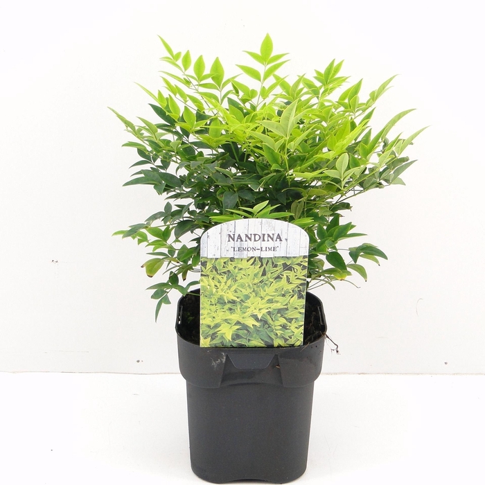 Nandina domestica