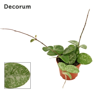 Hoya 6 cm Mathilde Splash (Decorum)