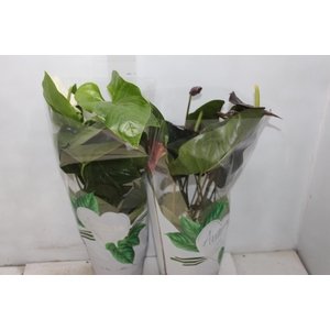 ANTHURIUM VARIADO P17 PREMIUM
