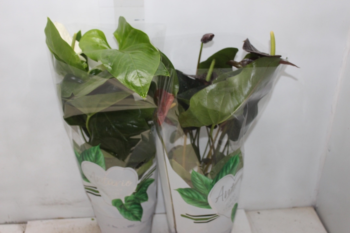 <h4>ANTHURIUM VARIADO P17 PREMIUM</h4>