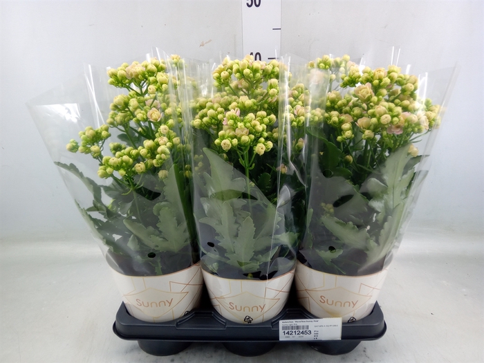 <h4>Kalanchoe  'MoreFlow Sunny Pink'</h4>