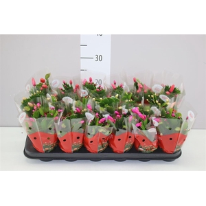 Schlumbergera Gemengd