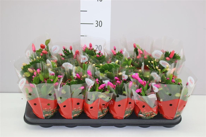 <h4>Schlumbergera Gemengd</h4>