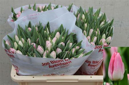 <h4>Tu En Dynasty</h4>