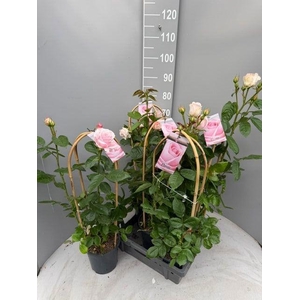 ROSA FL CLAS SELECT