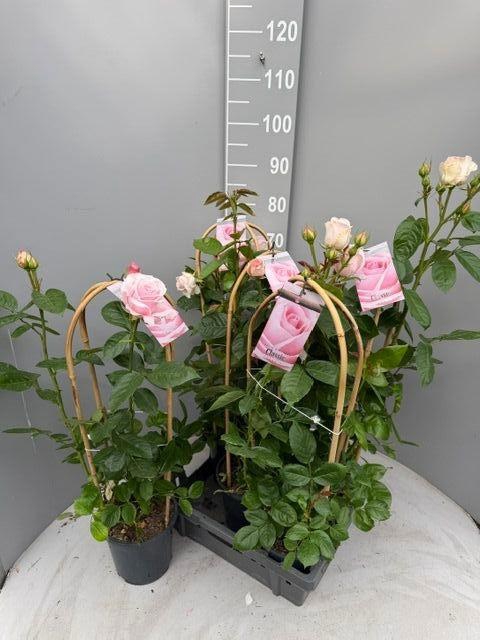 <h4>ROSA FL CLAS SELECT</h4>