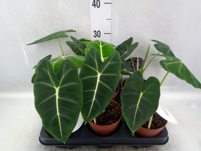 <h4>Alocasia   ...</h4>