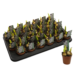 ORNITHOGALUM BALANSEA MINI P5