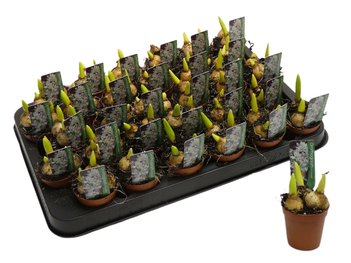 <h4>ORNITHOGALUM BALANSEA P9</h4>