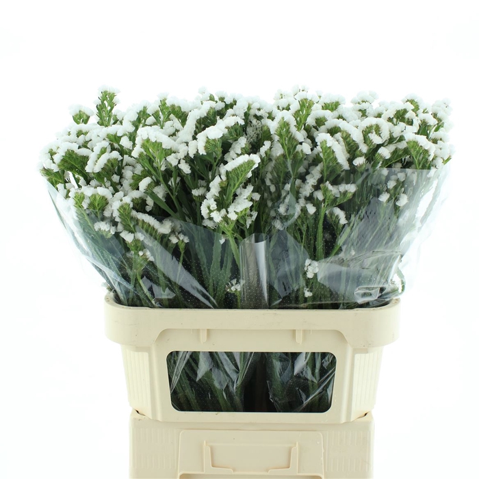 <h4>Limonium St White Birds X50</h4>