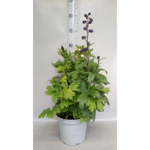 Delphinium   ...