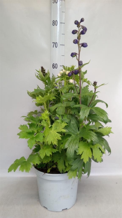 <h4>Delphinium   ...</h4>