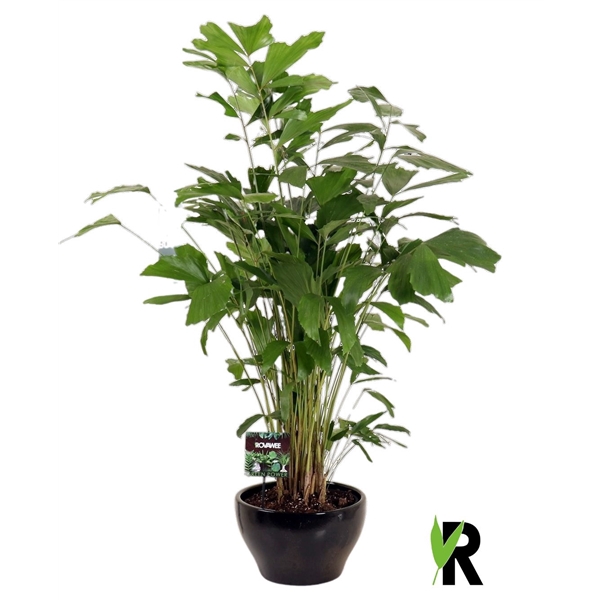 <h4>Caryota mitis in keramiek rond zwart</h4>