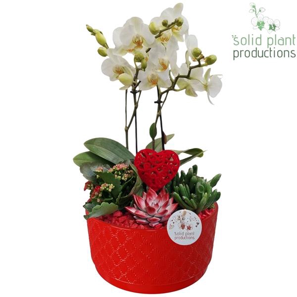 <h4>Arrangementen Phalaenopsis mt H%</h4>