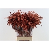 Dried Chasmantium Metallic Red Stem