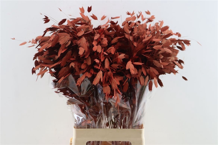 Dried Chasmantium Metallic Red Stem