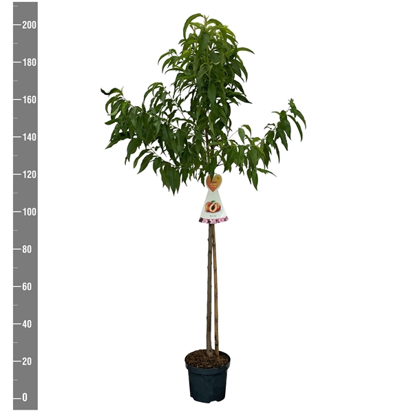 <h4>Prunus p. Suncrest (Perzik), Halfstam</h4>