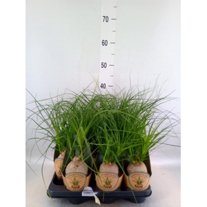 Beaucarnea recurvata