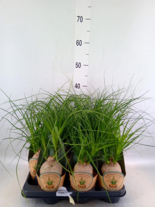 <h4>Beaucarnea recurvata</h4>