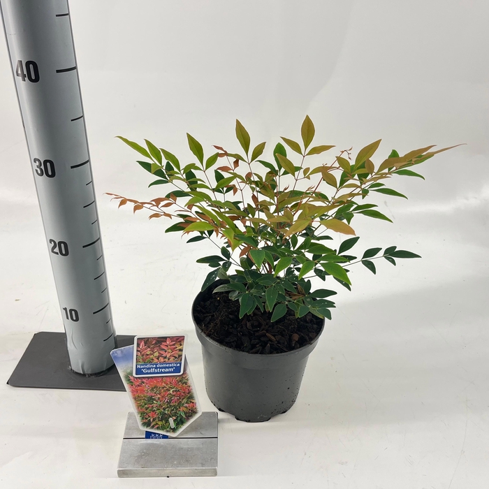 <h4>Nandina domestica 'Gulfstream'</h4>