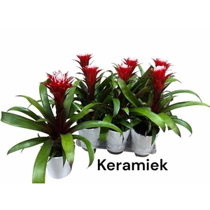 ARR GUZMANIA