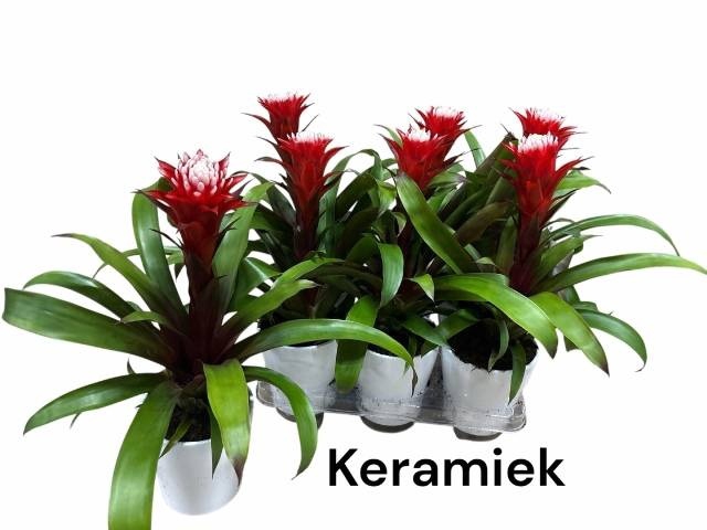 <h4>ARR GUZMANIA</h4>