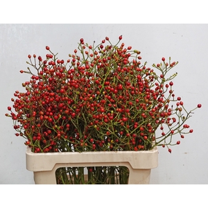 ROSA F AUTUMN FLUSH