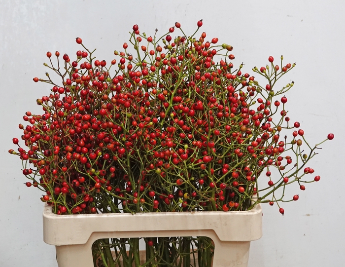 <h4>ROSA F AUTUMN FLUSH</h4>