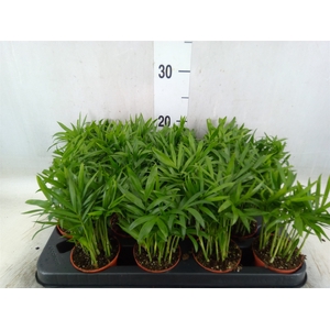 Chamaedorea elegans