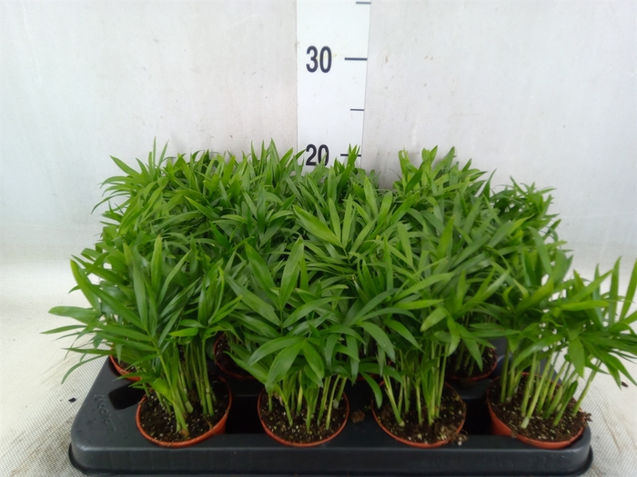 <h4>Chamaedorea elegans</h4>