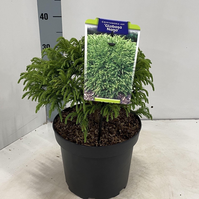 <h4>Cryptomeria Globosa Nana</h4>