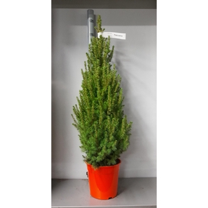 PICEA GL CONICA