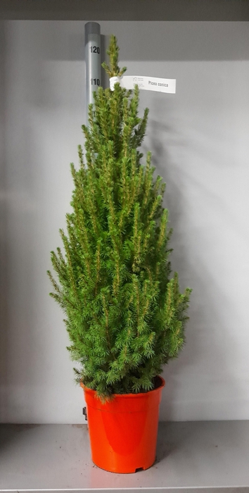<h4>PICEA GL CONICA</h4>
