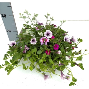 PERKPL GEM IN POT