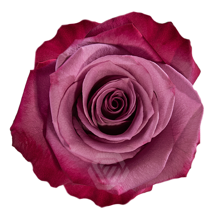 <h4>R GR VIOLET HILL</h4>