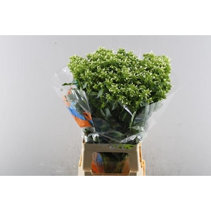 Phlox P Whitecap (wit)