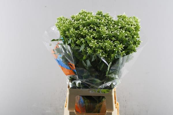 <h4>Phlox P Whitecap (wit)</h4>