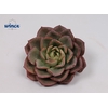 Echeveria Moranii Cutflower Wincx-5cm