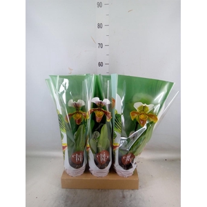 Paphiopedilum  'Amerikaanse hybrid'