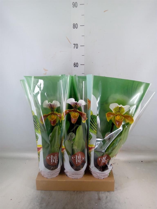 <h4>Paphiopedilum  'Amerikaanse hybrid'</h4>