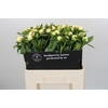 Paeonia Duchesse De Nemours