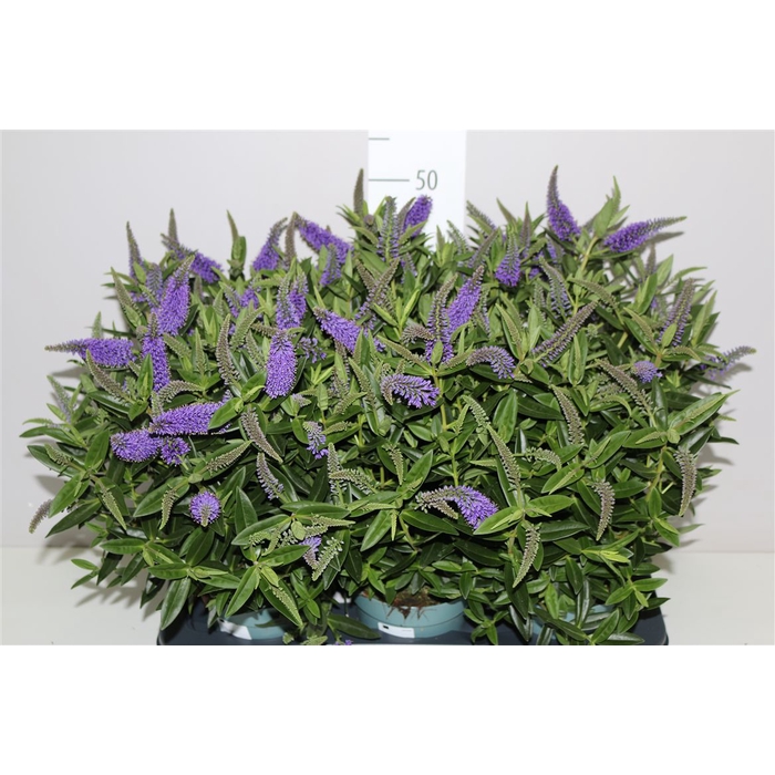 <h4>Hebe Bloeiend Blue</h4>