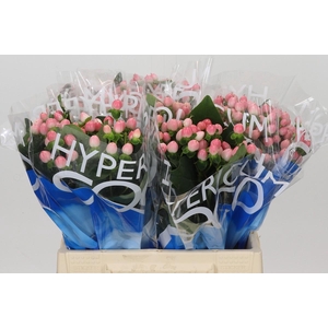 Hypericum Coco Casino
